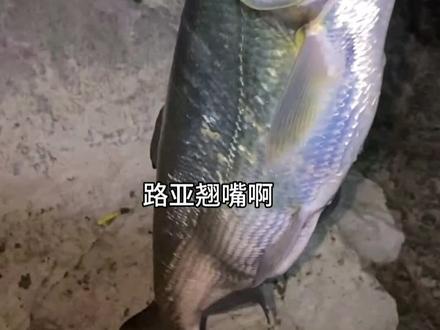 路亚翘嘴用饵攻略。路亚新手建议点赞收藏#路亚翘嘴 #路亚米诺 #夜钓翘嘴 #路亚新手入门教程 #路亚教学