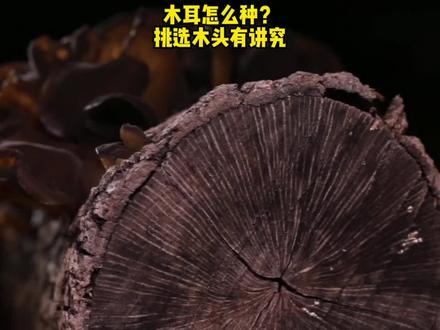 木耳怎么种?挑选木头有讲究#三农