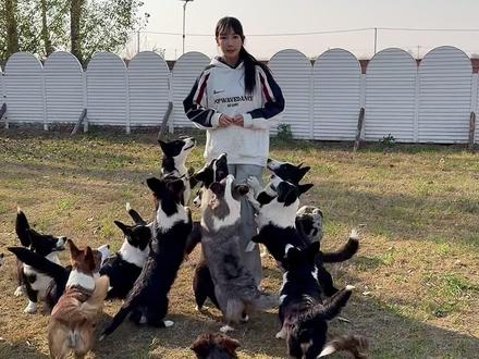 卡迪根柯基和彭布罗克柯基有什么区别呢? #卡迪根柯基 #柯基 #柯基犬 #卡迪根威尔士柯基 #彭布罗克柯基