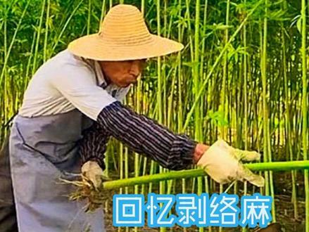 农村剥络麻即将成为历史 #一代人的回忆 #农村记忆