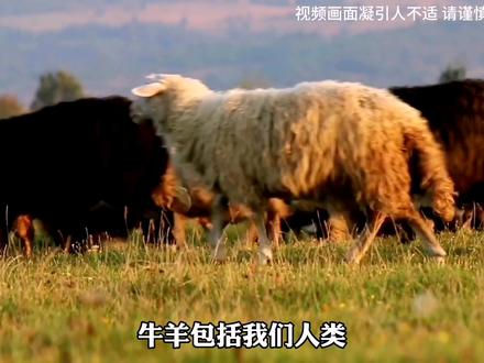 仅喝了一口生水,就被切了半个肝脏,这种寄生虫太危险了!#解说 #生命科学 #新奇 #科幻惊悚 #宠物科普 #惊悚电影 #寄生虫 #包虫病 #知识科普 #涨知识