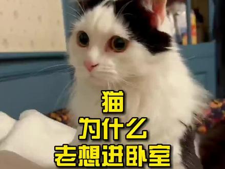 猫为什么老想进卧室?#萌宠 #猫咪 #养猫 #宠物知识