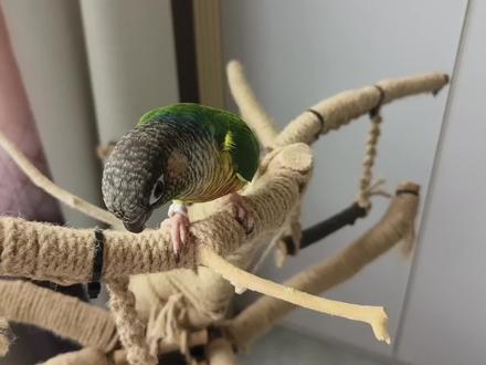 家有萌宠铲屎官日记手养鹦鹉小太阳黄边凤梨肉桂蓝化小太阳唱歌? #萌宠鹦鹉 #鹦鹉日常 #鹦鹉🦜 #鹦鹉鹦鹉萌萌哒逗鹦鹉 #小鸟 #手养鹦鹉 #鸟儿 #小太阳鹦鹉 #黄边小太阳 #手养鸟成长日记