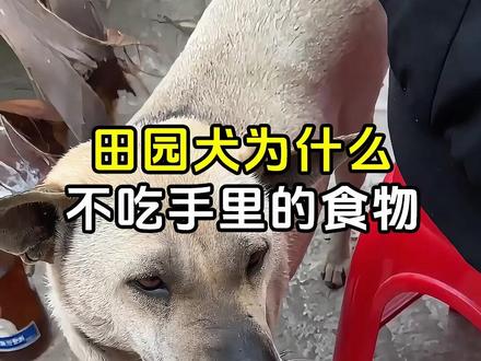 田园犬为什么不吃主人手里的食物呢? #田园犬为什么不吃主人手里的东西 #田园犬不吃筷子上的东西