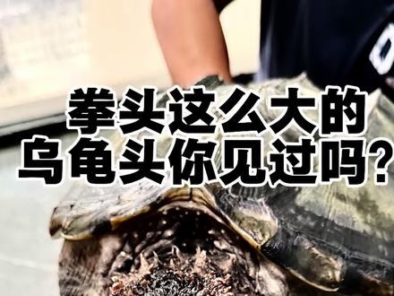 巨型佛鳄龟背甲长度四十二公分😱#谁知道这是什么 #鳄龟#佛鳄龟 #奇妙的动物