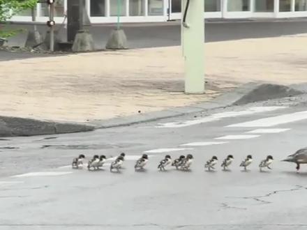鸭妈妈带着鸭宝宝过马路,最后一只小鸭子自带笑点,不笑算我输! #人与自然和谐共处 #万物皆有灵性 #搞笑动物