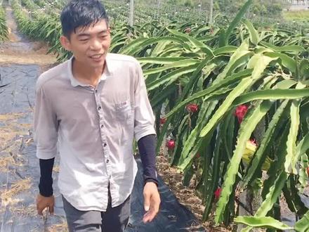 常见的修枝方法#火龙果种植 #红心火龙果