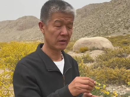 骆驼刺的生长环境#万人说新疆 #传递正能量 #我的乡村生活 #三农 #骆驼刺