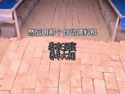 养羊大棚的建造,和养羊注意事项#抖音好物年货节 #养殖大棚搭建 #畜牧养殖 #养羊 #新型养殖大棚 #养殖大棚 #农村创业养殖 #养羊大棚