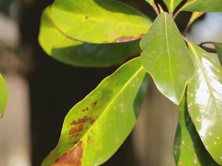 荷花玉兰,又名广玉兰,洋玉兰,它曾是打胜仗后的赏赐,也是合肥市树。#植物 #植物科普 #荷花玉兰