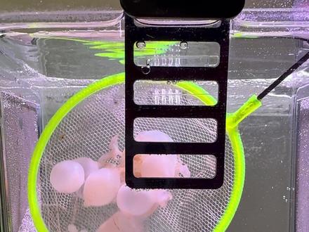 新任务孵化墨鱼卵#墨鱼 #神奇动物在抖音 #动物世界