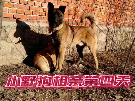 小野狗相亲第四天 #狗 #狗狗 #土狗 #流浪狗 #马犬 #看家护院 #原生态乡村生活