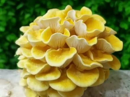 #电商助农 #食用菌培训基地 #优质农产品 营养丰富的榆黄菇生长过程 看了你敢吃吗?想吃的评论留言