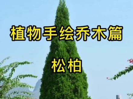 #手绘 #零基础学画画 #一起学画画 #植物手绘
如何画柏树,来看看吧!