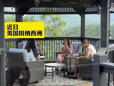 近日, 美国田纳西洲。中国游客在美国度假小熊意外闯入屋内,四人手持美食原地静止,成功化解危机。