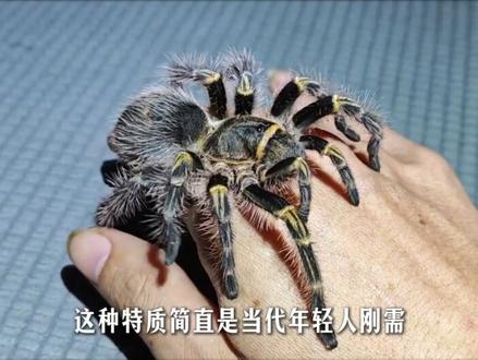 异宠市场为何近几年突然升温? #异宠 #宠物 #科普 #涨知识 #异宠科普