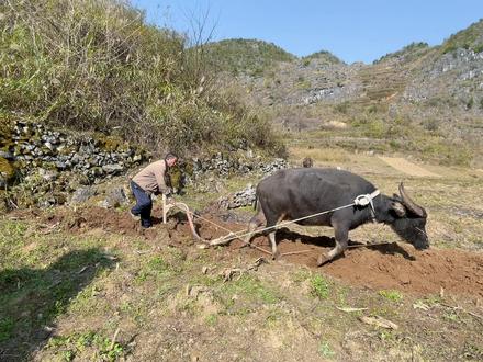 农村老牛很听话,男女都可以牵来耕地,下达口令叫走就走停就停 #我的乡村生活 #回家干农活 #水牛 #放牛