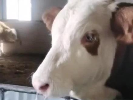 牛流清鼻涕怎么治疗!