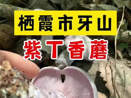 栖霞市牙山,遇到——紫丁香蘑