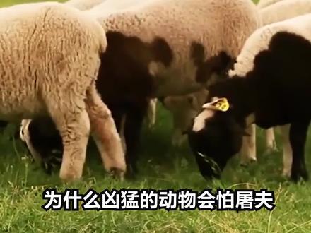 为什么动物都害怕屠夫?经常杀生,身上真有“煞气”存在吗? #萌之计划 #科普 #涨知识