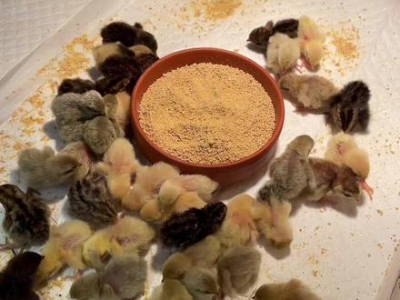 刚出生的芦丁鸡如何饲养#卢丁鸡 #卢丁鸡养殖 #萌宠 @DOU+小助手 @抖音小助手