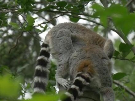 你养了它,国家就会养你!#野生动物零距离 #萌宠 #猫咪