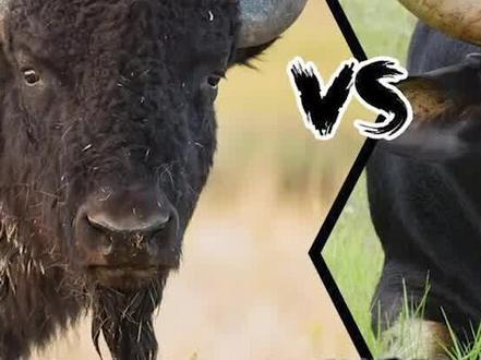 美洲野牛和印度野牛,谁更厉害? #野牛
