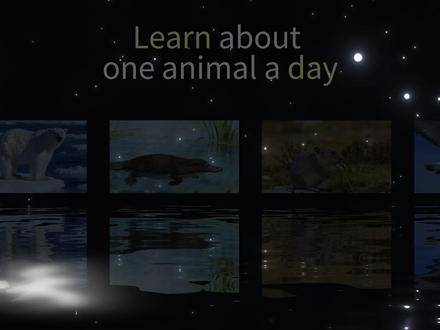 海鬣蜥:我凶归凶,但我真的很怂! #抖音精选#万物可爱计划#青年创作者成长计划#动物科普