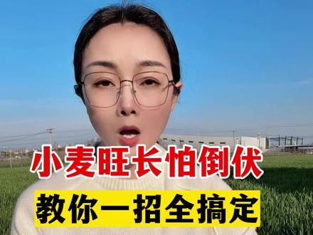 小麦旺长怕倒伏,教你一招全搞定#小麦种植 #小麦抗倒伏 #金赞不倒翁 #硅肥 #小麦旺长怎么办