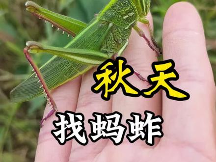 深秋,何不到山野中去,来一场与蚂蚱的邂逅!