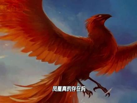凤凰真的存在吗?#抖音看世界 #凤凰 #不明生物 #探秘 #奇闻异事