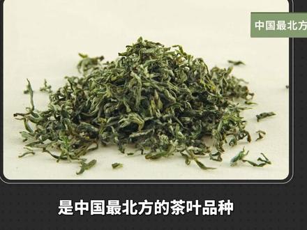 日照绿茶——山东特产 中国绿茶新贵#日照绿茶