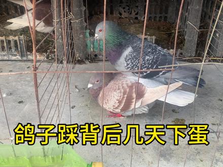 鸽子踩背后几天下蛋 #鸽子