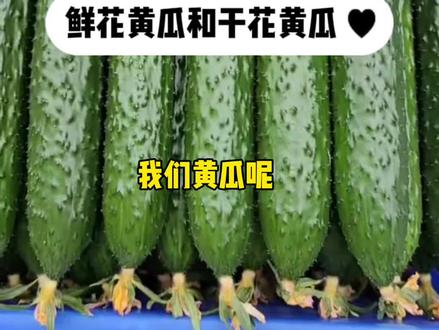 用什么药蘸瓜是鲜花?用什么蘸瓜是鲜花#农业种植 #蔬菜种植 #黄瓜种植 #三农种植 #农业种植技术