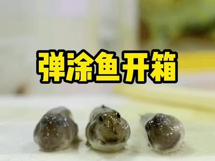 看到最后有惊喜,别说这弹涂鱼确实长得挺呆萌#养鱼 #弹涂鱼 #水族
