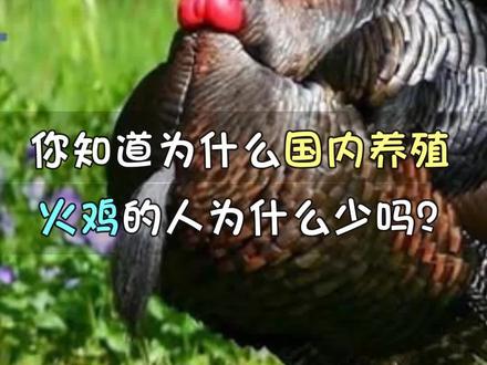 你知道为什么国内养殖火鸡的人为什么这么少吗? @火爆食品饮料招商网呢 #火鸡