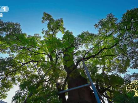 #古树洞庇护了抗日战士 【#被日寇焚烧的古树如今守着102名烈士 】抗日战争时期,在山西灵石西许村,战士们利用一株古槐的树干空洞藏匿文件武器、召开秘密会议。古槐因此遭日军纵火焚烧。之后,古槐又重新生长,长得郁郁葱葱。如今,这里建起西许革命烈士纪念亭,102个名字刻于碑上,他们牺牲时平均20岁出头,最小的仅17岁。#中华古树