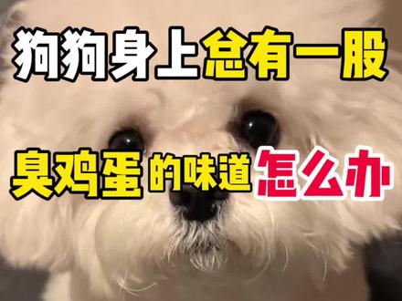 狗狗身上总有一股臭鸡蛋的味道怎么办#比熊#狗狗体味重 #狗腥味 #宠物除臭喷雾 #淘豆玩国多效喷雾