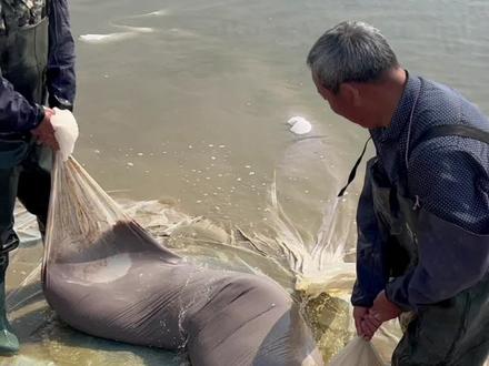 #蟹苗#蟹苗长大过程 河蟹大眼幼体育苗,培育生物饵料就是非常重要的一环,既要满足幼体的饵料品质,又不能让幼体吃不饱。同样的幼体,未来养殖的差别很大#好润蟹苗#良种#大眼幼体#大眼幼体蟹苗#扣蟹#扣蟹养殖 #河蟹#河蟹养殖#大闸蟹养殖 #大闸蟹#毛蟹苗 #大闸蟹