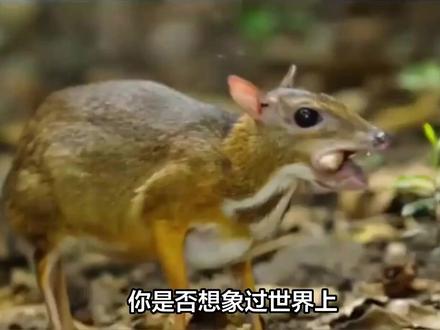 丛林精灵威氏鼷鹿:中国最小的有蹄类动物生存现状探秘 从威氏鼷鹿到秦艽:生物多样性与传统文化保护的双重启示#中药 #中药材 #中医 #中医养生 #美食