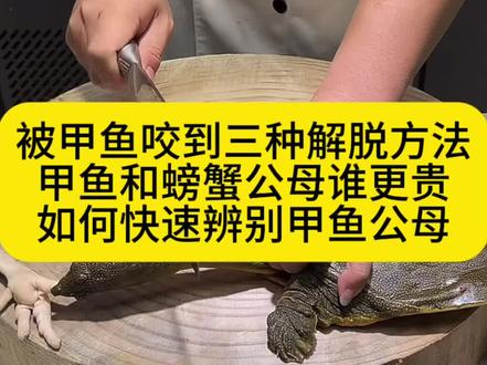 被甲鱼咬到三种简易解脱方法 甲鱼与螃蟹是公的贵还是母的贵?被甲鱼咬到的三种简易解脱方法?#甲鱼#红烧甲鱼#教做菜#学做菜#美食