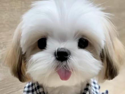 每天教你认识一种狗狗:西施犬#萌宠 #宠物狗狗 #宠物知识 #西施犬