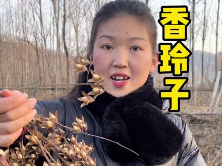 小时候经常玩的小玩意,竟然是香椿树的种子?香椿和臭椿其实很好区分,除了气味以外,香椿的叶片是双数对生,一直到顶端,而臭椿的叶片顶端是单个小叶片!香椿叶柄掰下来茎杆上有明显的5个气孔,臭椿为7个气孔!记不住的收藏下来,开春就用的上啦!#三农 #抖音新农人2022 #香椿