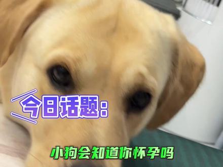 原来小狗真的能感知到你怀孕啦~#拉布拉多 #萌宠出道计划