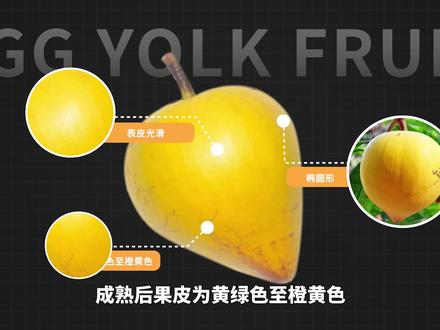蛋黄果——最不像水果的水果