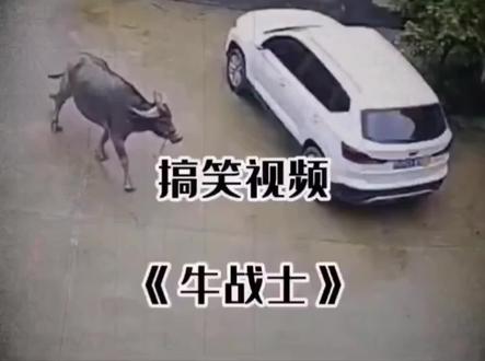 那些看着都疼的尴尬搞笑瞬间,小孩直接认牛做大哥。 #搞笑 #搞笑视频 #专治不开心 #看一遍笑一遍 #爆笑