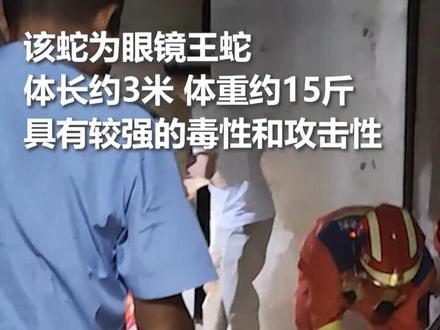 一条眼镜王蛇闯入村民家猪圈,民警联合消防迅速到场处置。@中国消防 @云南警方