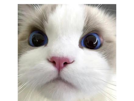 麦麦收到的备注真的戏超多!#麦当劳#搞笑 #又是猫咪胡说八道的一天