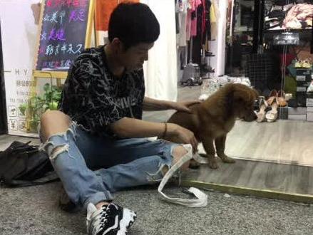 尽管受到伤害,最后还是会愿意相信人,这就是狗狗!#这个视频有点长
