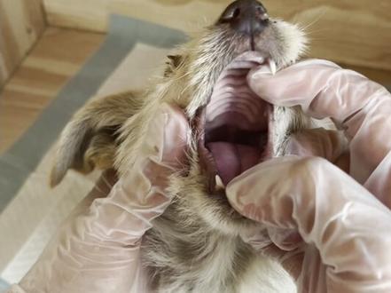 杭州修猫修狗的一天#修猫修狗 #杭州宠物看病 #犬瘟 #细小#杭州犬瘟